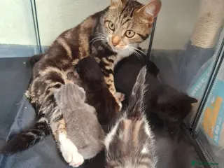 Mixed Breed cats Lovely mixed breed kittens - Advert 1