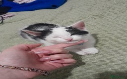 Mixed Breed cats for sale: Male kitten cheep 30 pounds  - Image 1