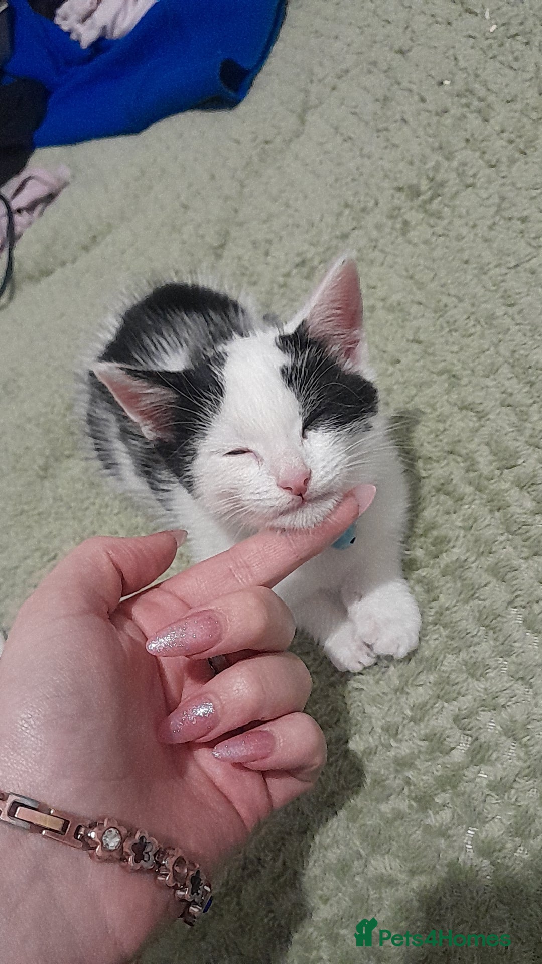 Mixed Breed cats for sale: Male kitten cheep 30 pounds  - Image 1
