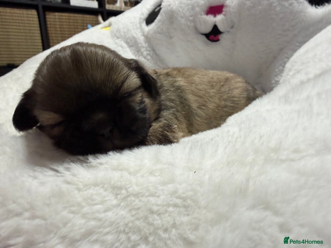 Shih Tzu dogs for sale: Shih Tzu’s  - Advert 15