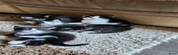 Mixed Breed cats for sale: Beautiful British long and short hair litter  in Worcester - Advert 6