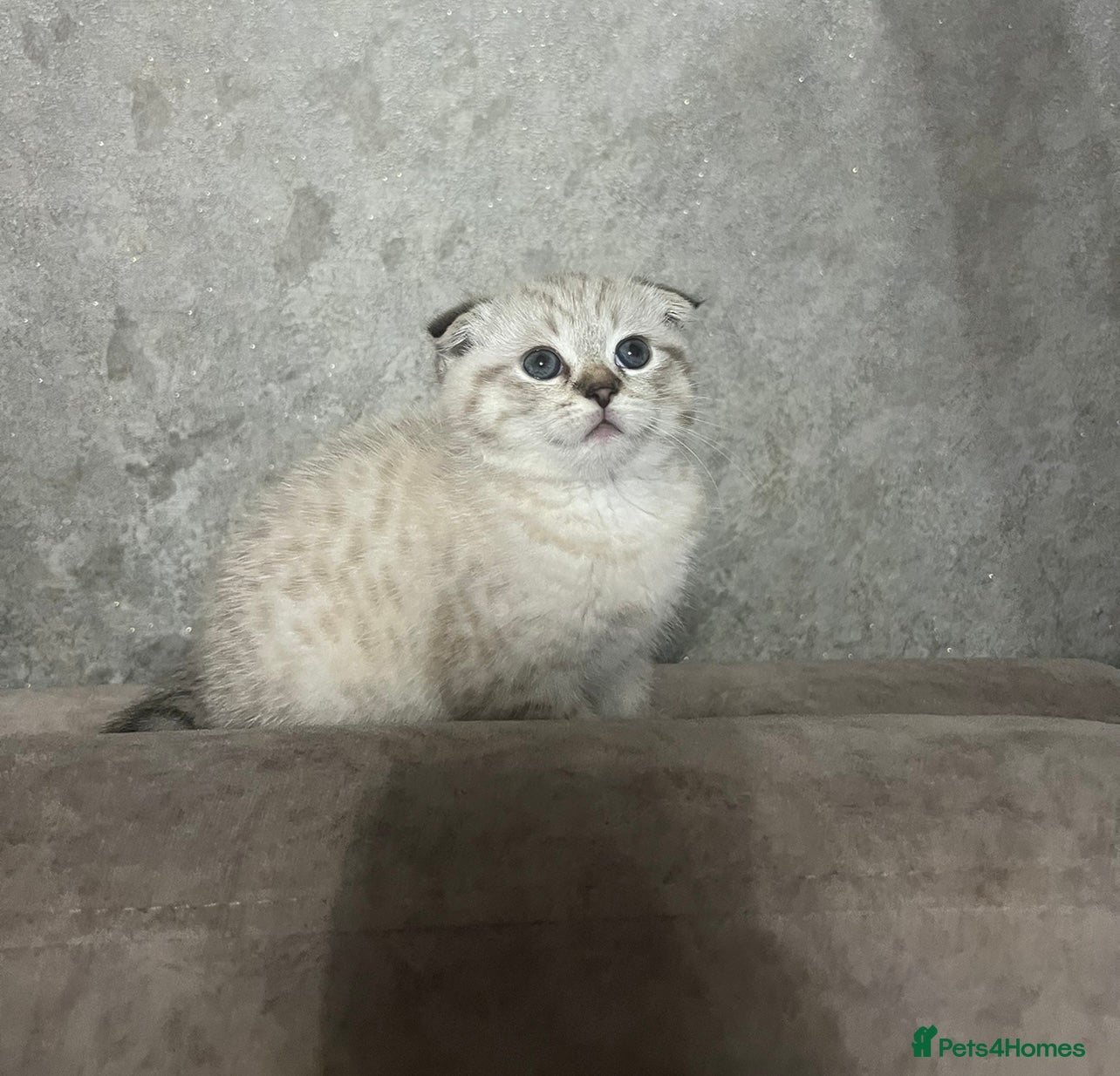 Scottish Fold cats Beautiful Scottish Fold/Straight kittens  - Advert 3