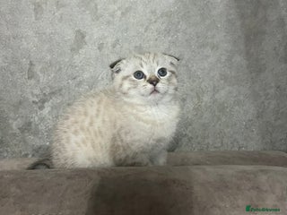 Scottish Fold cats Beautiful Scottish Fold/Straight kittens - Advert 3