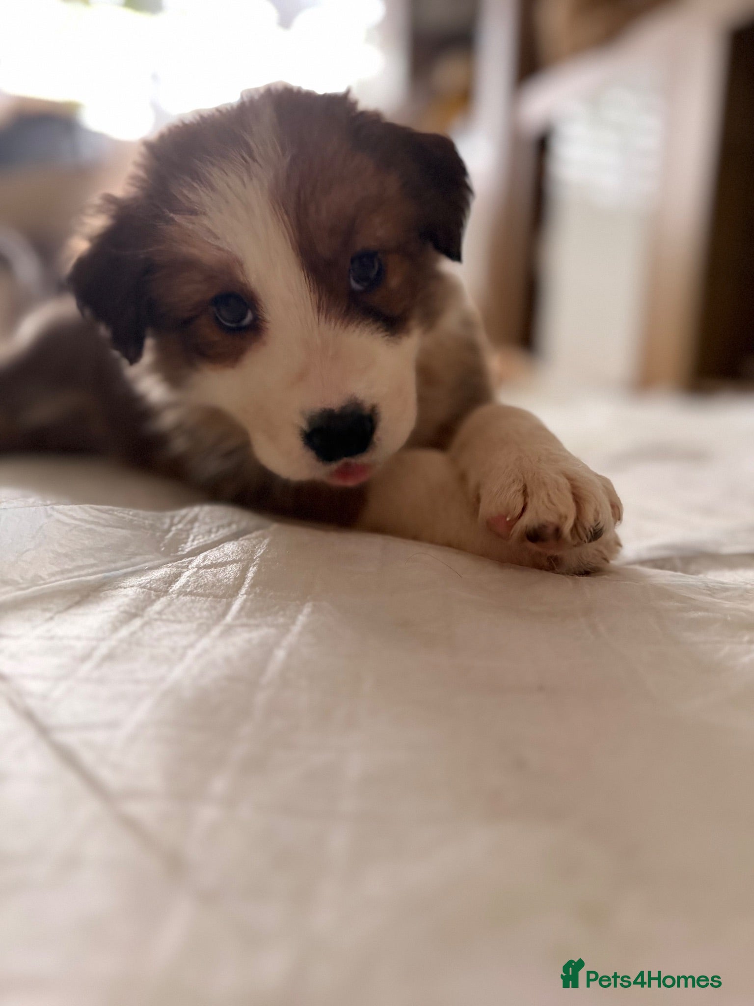Border Collie dogs Stunning Show line puppies,various colours  - Advert 1