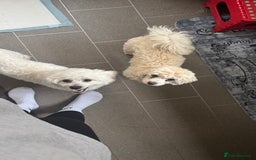 Mixed Breed dogs for sale: Lovely Maltichon Boy looking for a loving home  - Image 5