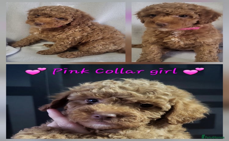 Cockapoo dogs - Advert 4