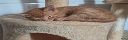 Mixed Breed cats for sale: Kittens for sale - Advert 4