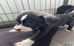 Staffordshire Bull Terrier dogs for sale: Sold  - Image 6
