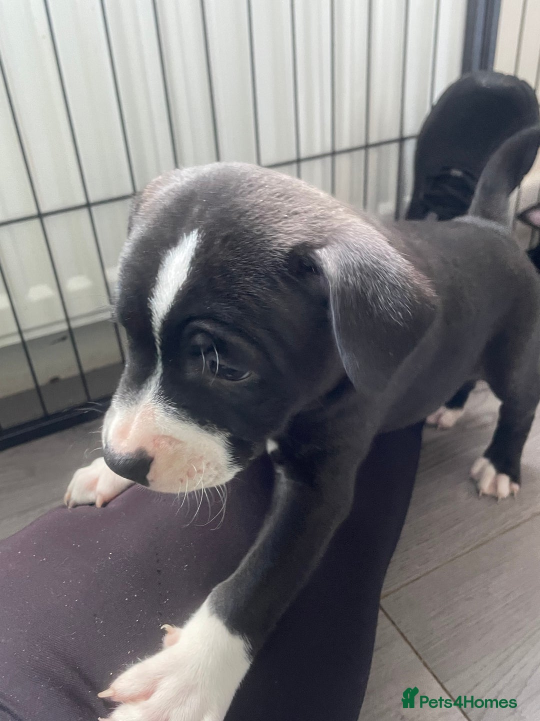 Staffordshire Bull Terrier dogs for sale: Sold  - Image 6