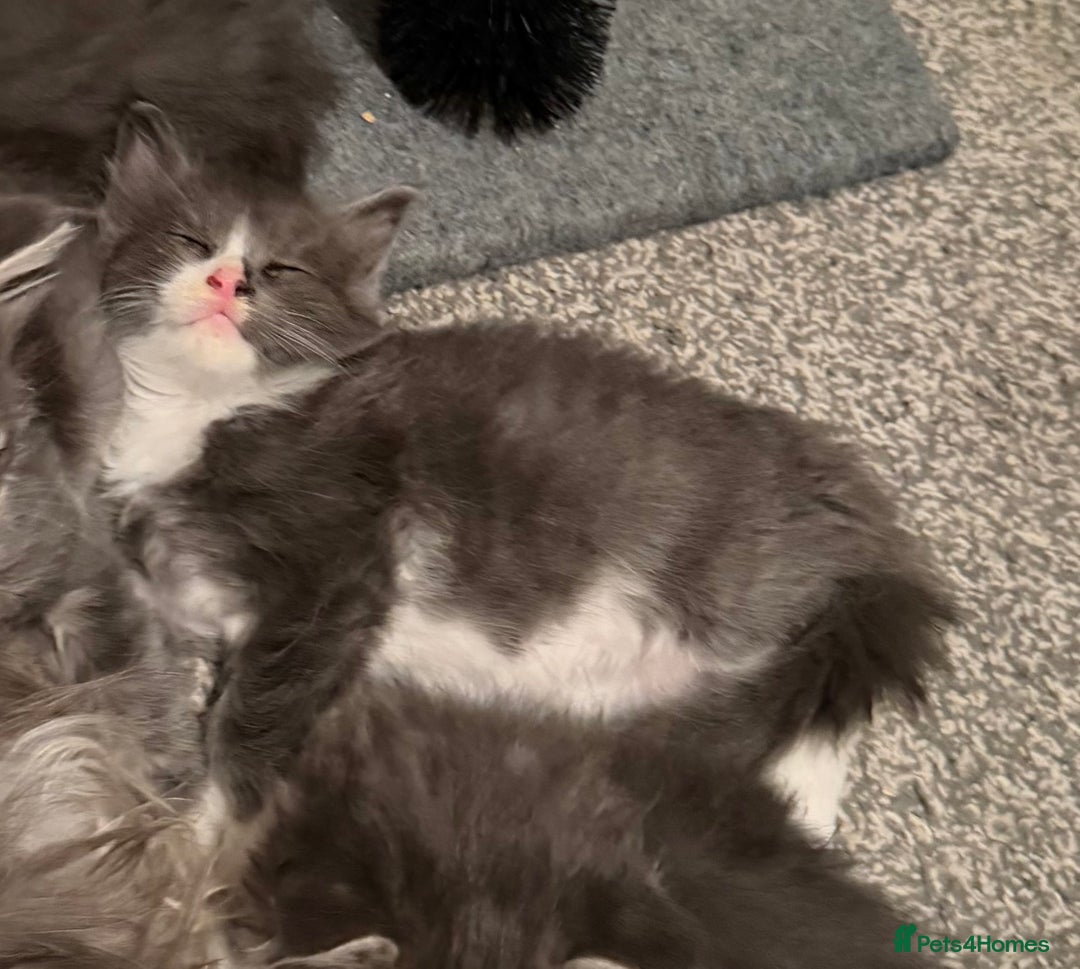 Maine Coon cats for sale: Unsexed greys with white mittens - Advert 5