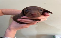 Miniature Dachshund dogs for sale: Beautiful miniature dachshund puppies - Image 7