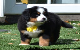 Bernese Mountain Dog dogs for sale: ⭐EXQUISITE IMPORTED LINES KC REGISTERED PUPPIES⭐ - Image 18