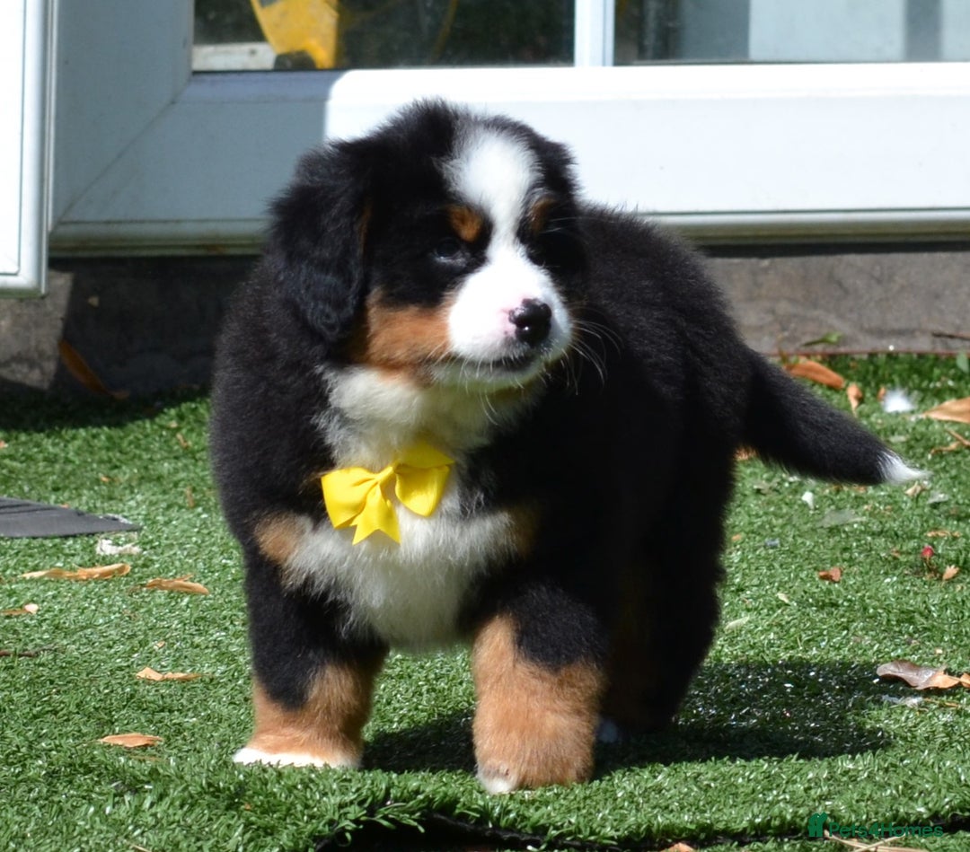 Bernese Mountain Dog dogs for sale: ⭐EXQUISITE IMPORTED LINES KC REGISTERED PUPPIES⭐ - Image 18