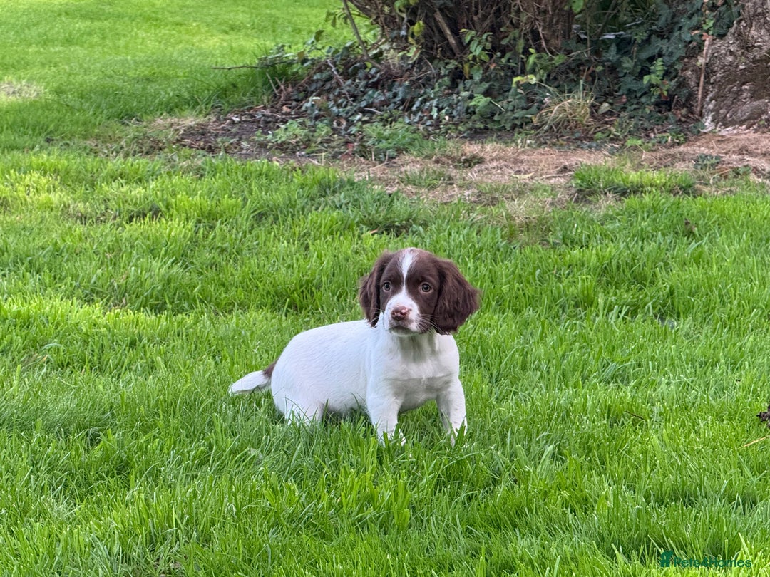 English Springer Spaniel dogs for sale: READY TO GO KC REG ESS PUPPIES - Image 16
