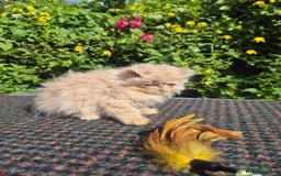 Persian cats for sale: 💙READY NOW💙🏆Champion sired boys💙 😸  - Image 13