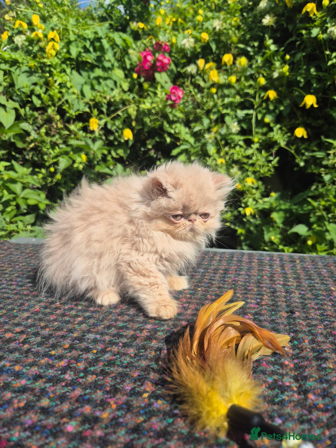 Persian cats for sale: 💙READY NOW💙🏆Champion sired boys💙 😸  - Image 13