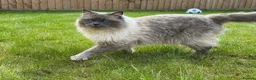 Ragdoll cats for sale: 18 months old Gorgeous blue point ragdoll male - Advert 3