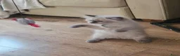 Ragdoll cats for sale: Ragdolls - Advert 30