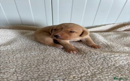 Labrador Retriever dogs for sale: QUALITY LABRADOR PUPPIES  - Image 7