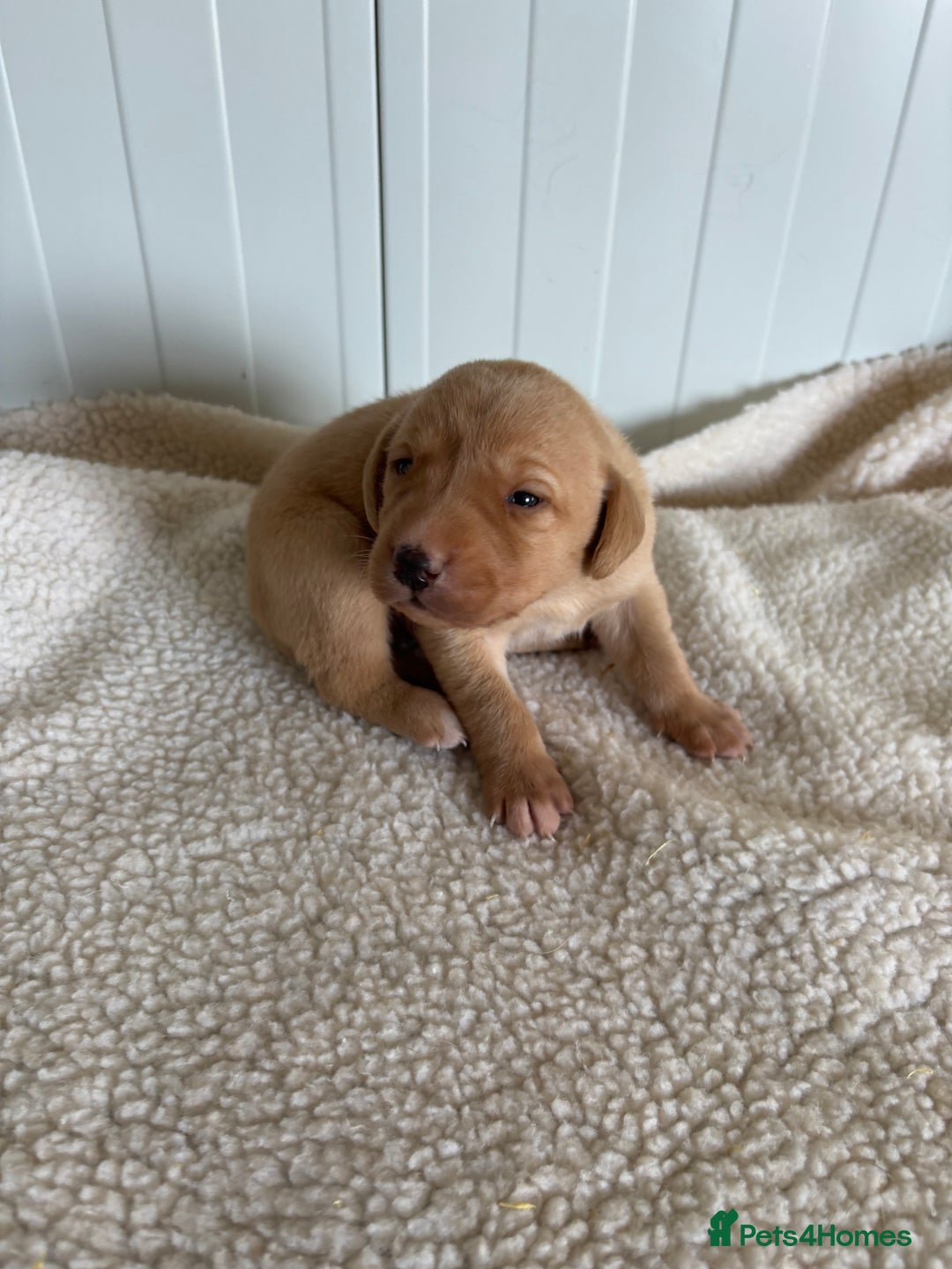 Labrador Retriever dogs for sale: QUALITY LABRADOR PUPPIES  - Image 7