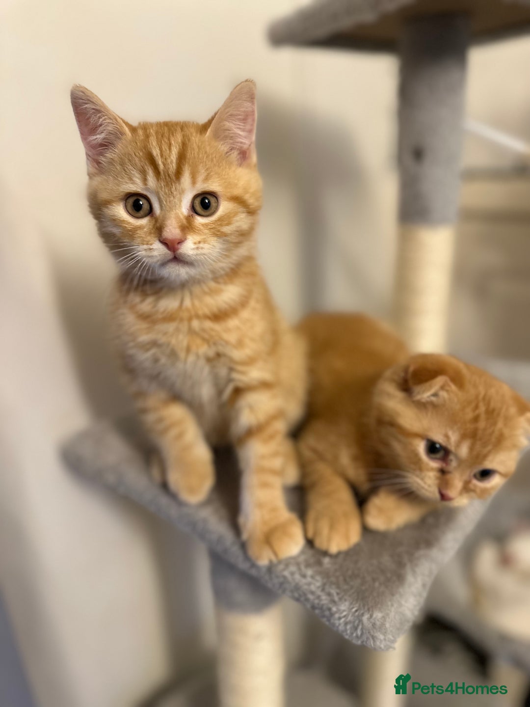 Scottish Fold cats for stud: Scottish Fold Straight ear B blood group for stud in Newark - Image 9