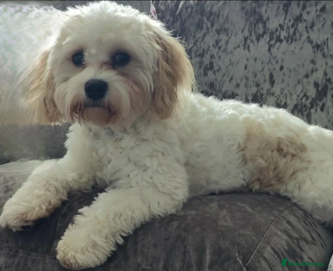 Cavapoo dogs for stud: Stud dog - Advert 2