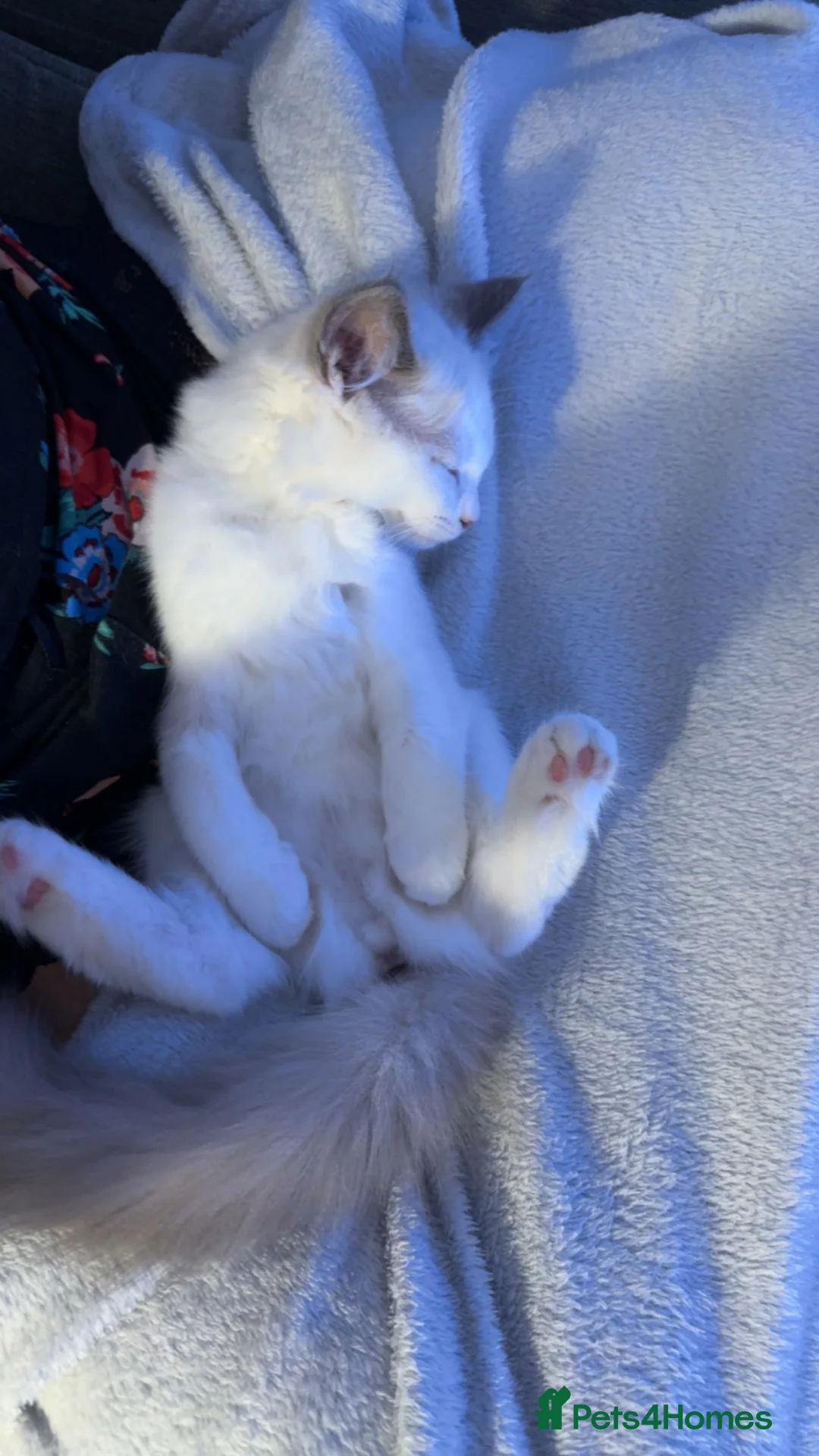 Ragdoll cats for sale: Ragdoll kitten for sale  in Sudbury - Advert 2