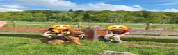 Mixed Breed dogs for sale: Red - Looking for loving home 🏡  - Advert 8