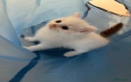 Mixed Breed cats for sale: White fluffy kittens for sale  - Image 14
