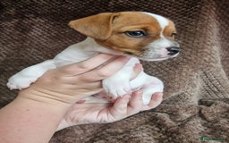 Jack Russell dogs for sale: Reduced £800! Traditional Jack Russell  - Image 4