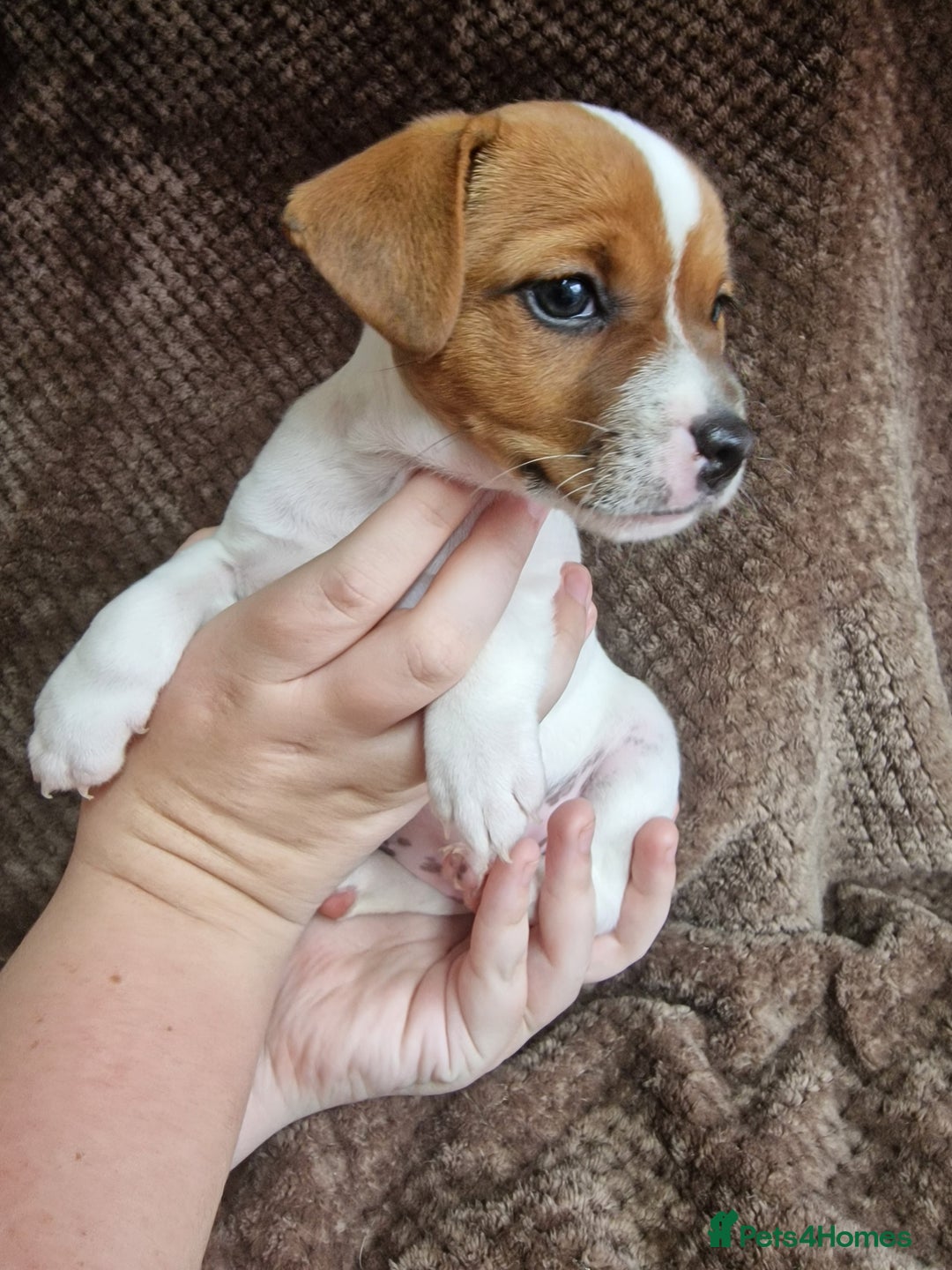 Jack Russell dogs for sale: Reduced £800! Traditional Jack Russell  - Image 4