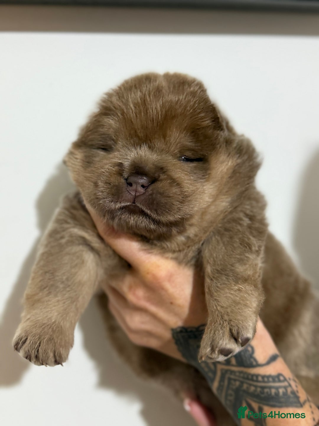 Chow Chow dogs for sale: Beautiful chow litter KC registered 🧬💜🍫 - Advert 15