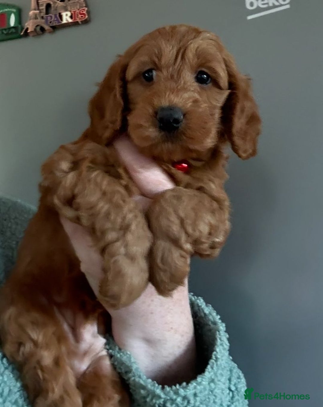 Cockapoo dogs for sale: Quality F1b Cockapoo Puppies - Advert 2