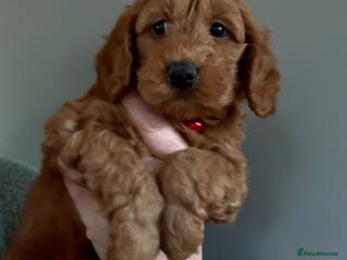 Cockapoo dogs Quality F1b Cockapoo Puppies - Advert 17