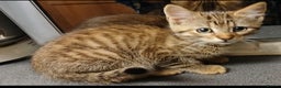 Bengal cats for sale: Mixed Bengal kittens - Advert 1