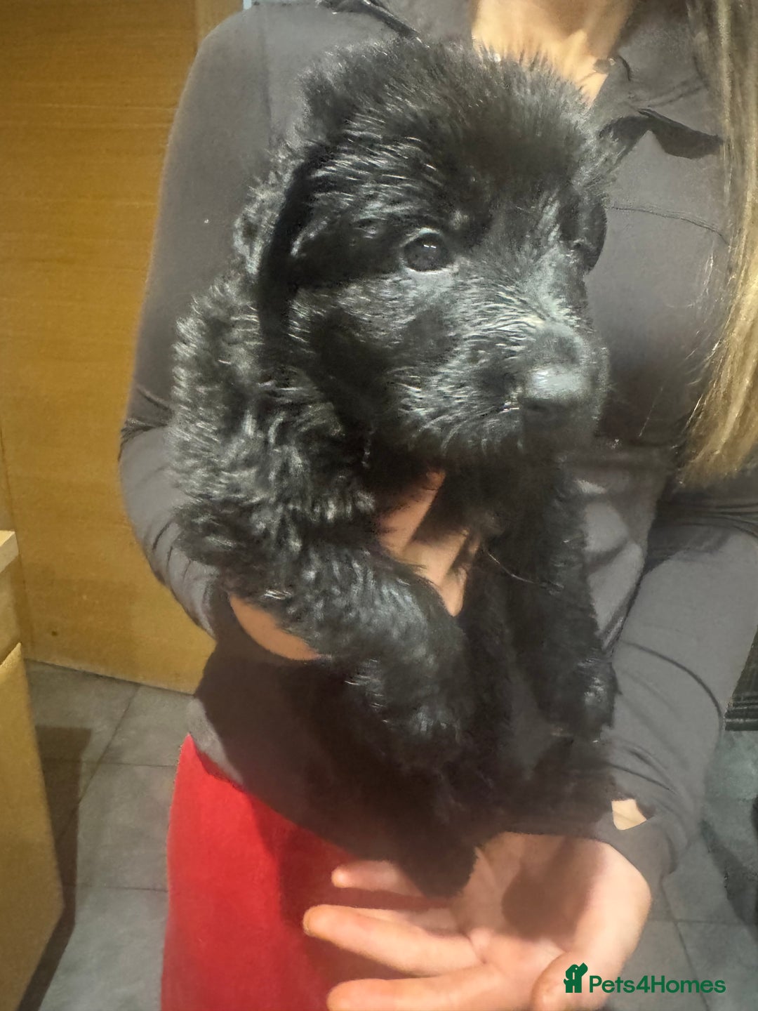 German Shepherd dogs for sale: Rockforce Long Haired German Shepherd Puppies - Advert 18