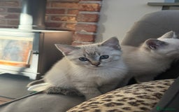 British Shorthair cats for sale: British colourpoint cross Ragdoll kittens - Advert 5