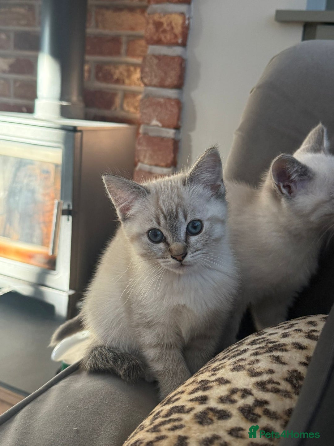 British Shorthair cats for sale: British colourpoint cross Ragdoll kittens - Advert 5