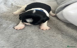 Sprocker dogs for sale: Sprocker Spaniel Puppies - Image 24