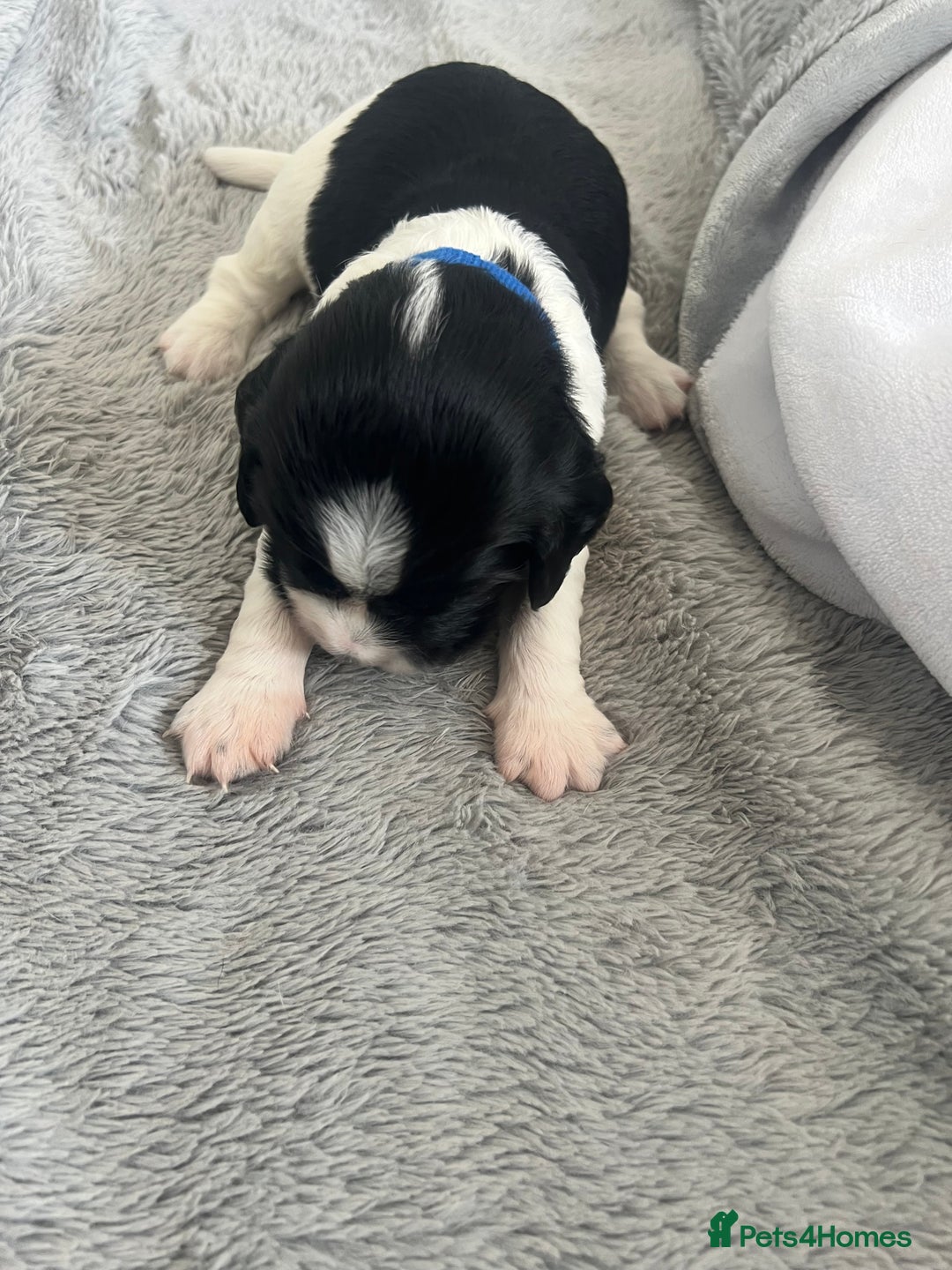 Sprocker dogs for sale: Sprocker Spaniel Puppies - Image 24