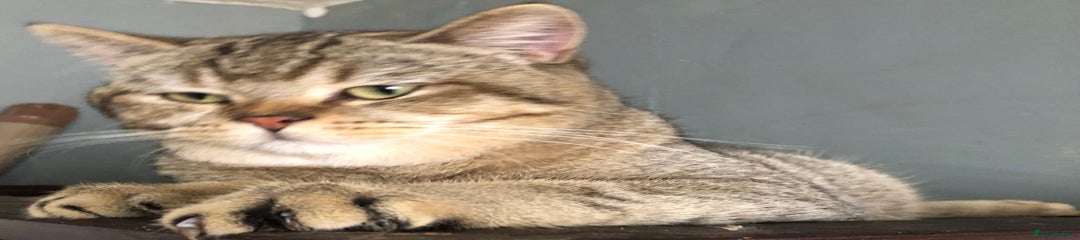 British Shorthair Kitten 2