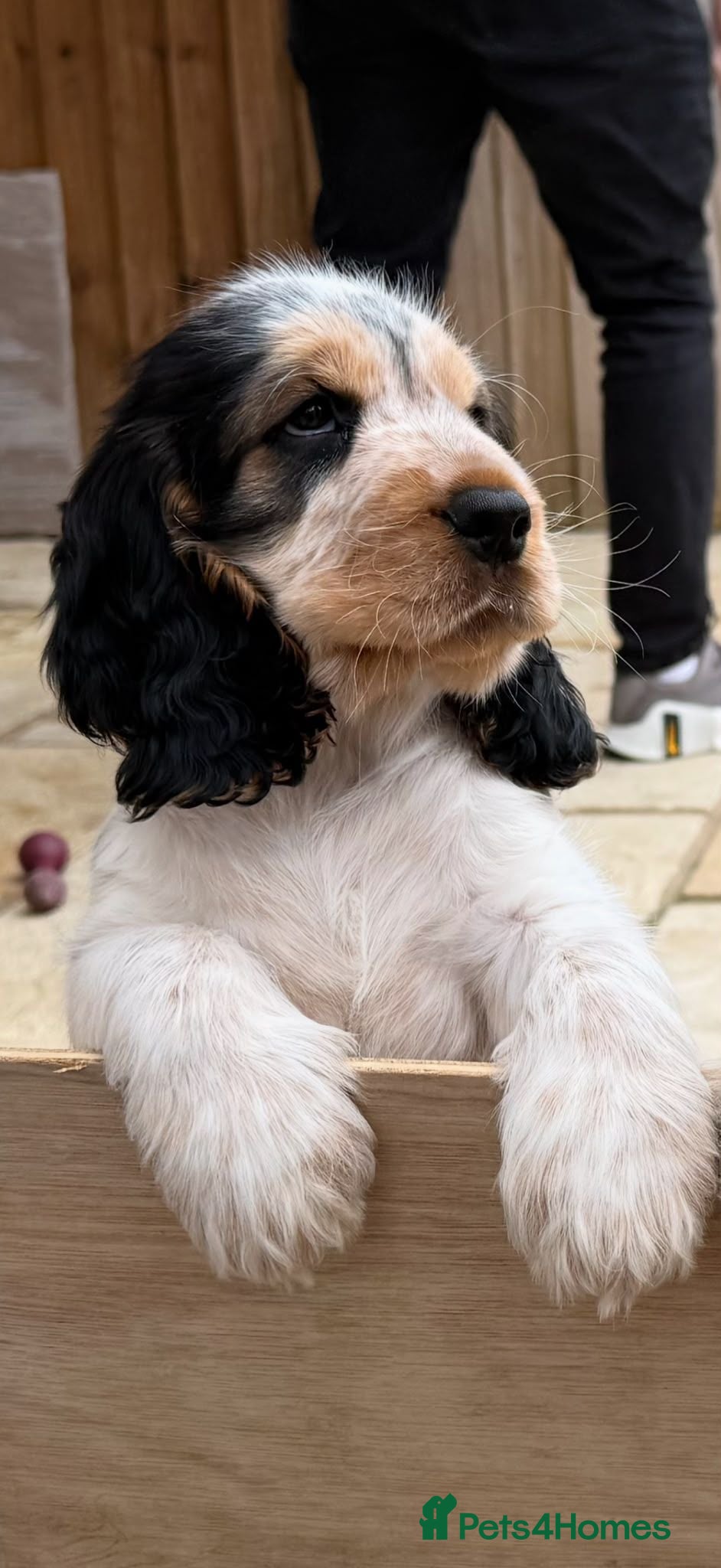 Cocker Spaniel dogs Gorgeous show Cockers - *1 boy left* - Advert 8
