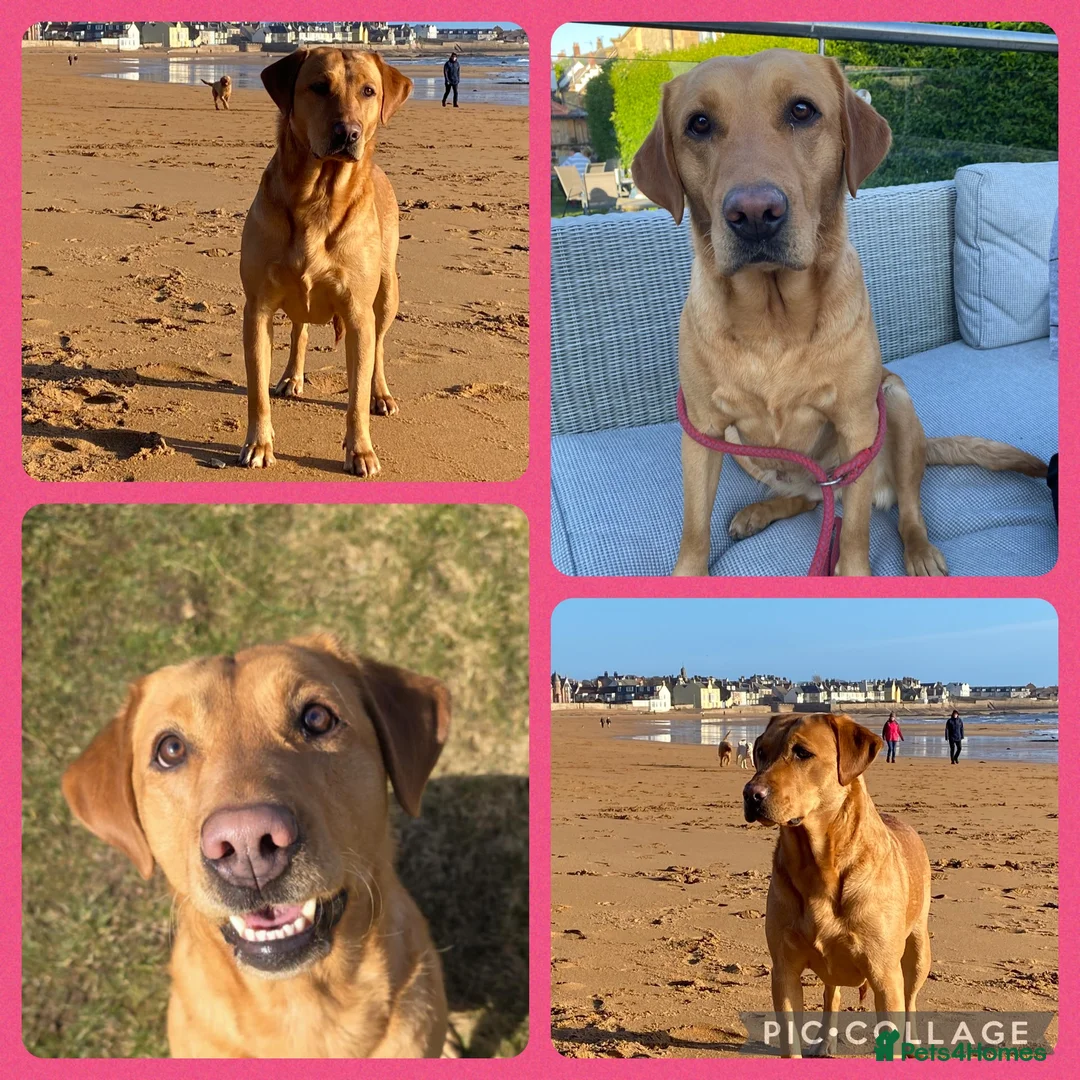 Labradoodle dogs for sale: Standard size labradoodle litter  - Advert 16