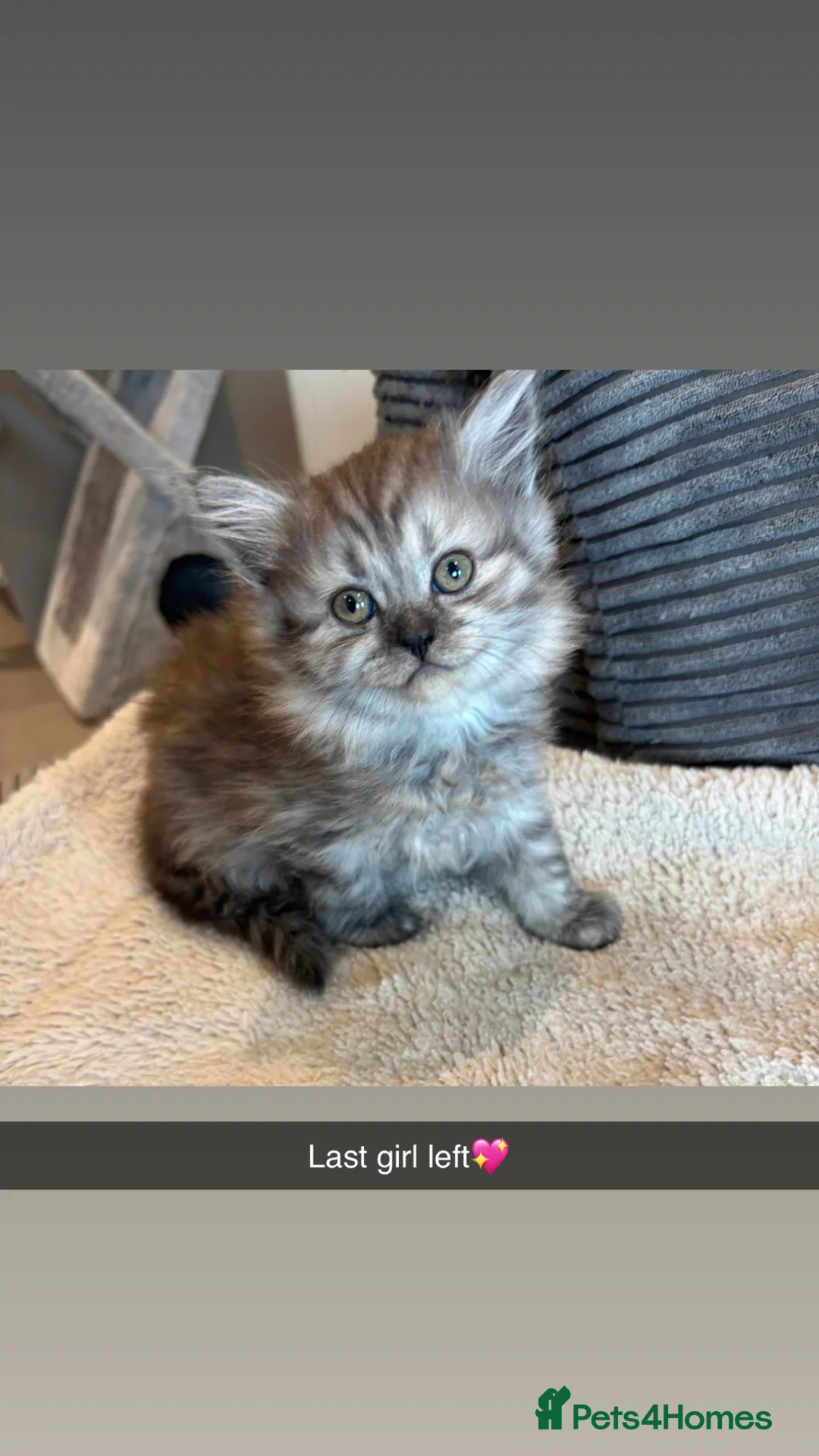 Scottish Fold cats for sale: READY TO GO SCOTTISH FOLD/SHORTHAIR - Advert 5