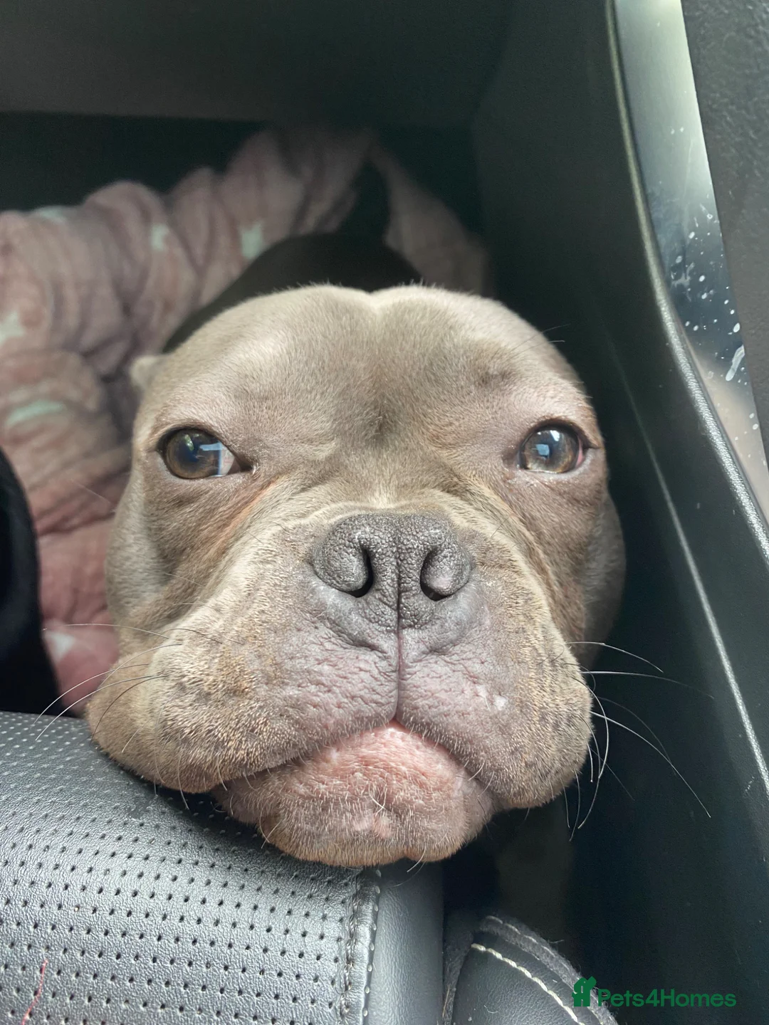 Mixed Breed dogs for sale: Frenchbulldog cross Pocket Bully  - Advert 2