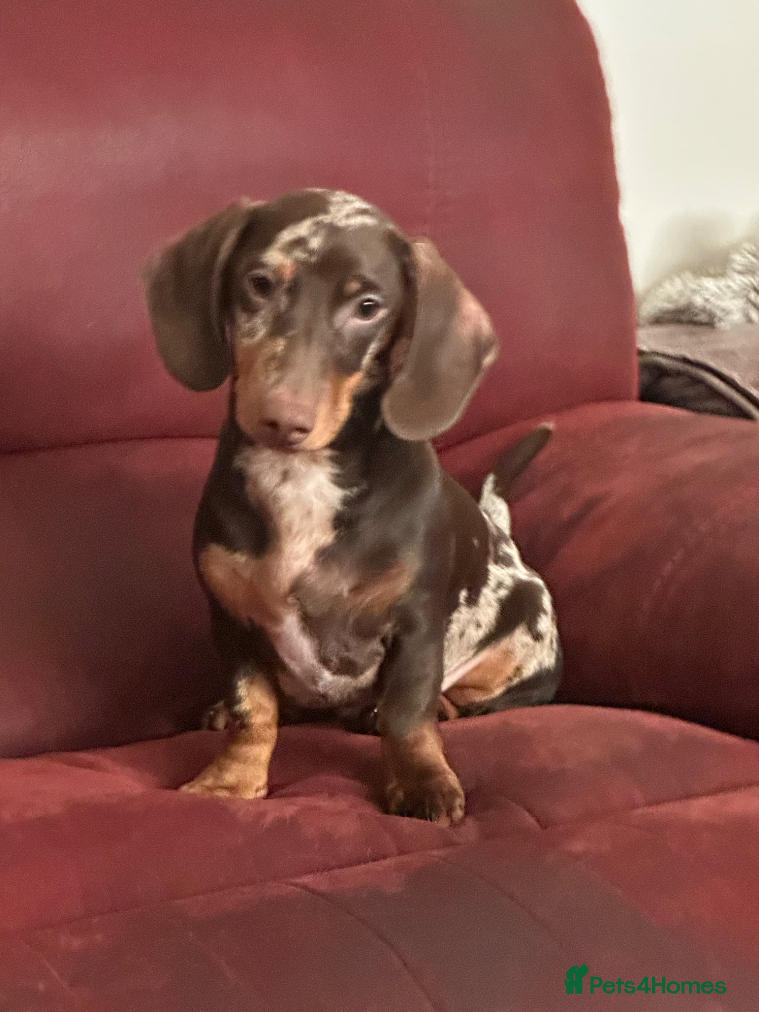 Dachshund dogs dachshund dapple boy 5 months - Advert 14