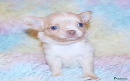 Chihuahua dogs for sale: KC REG HEALTH TESTED CHIHUAHUA BABIES - Image 11
