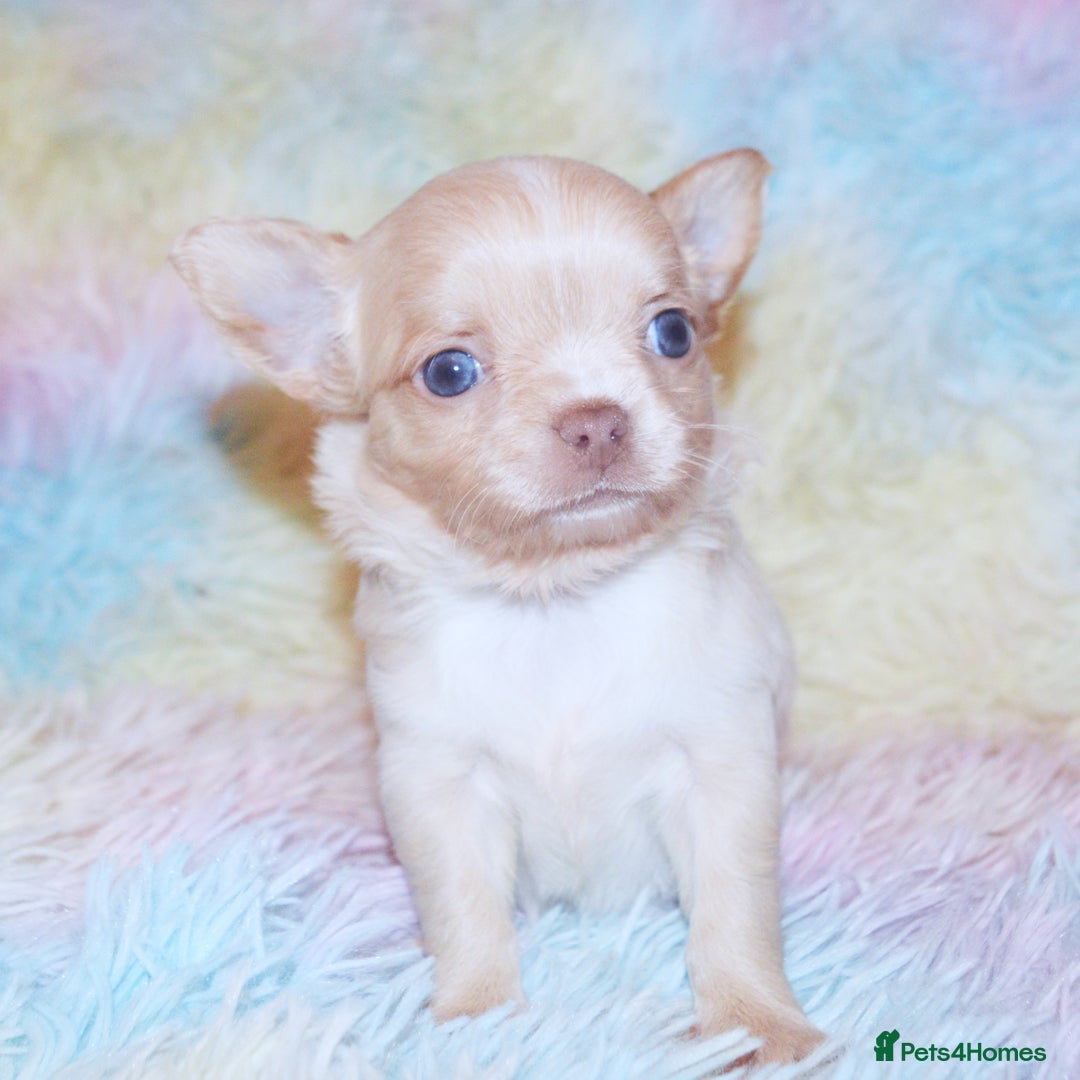 Chihuahua dogs for sale: KC REG HEALTH TESTED CHIHUAHUA BABIES - Image 11