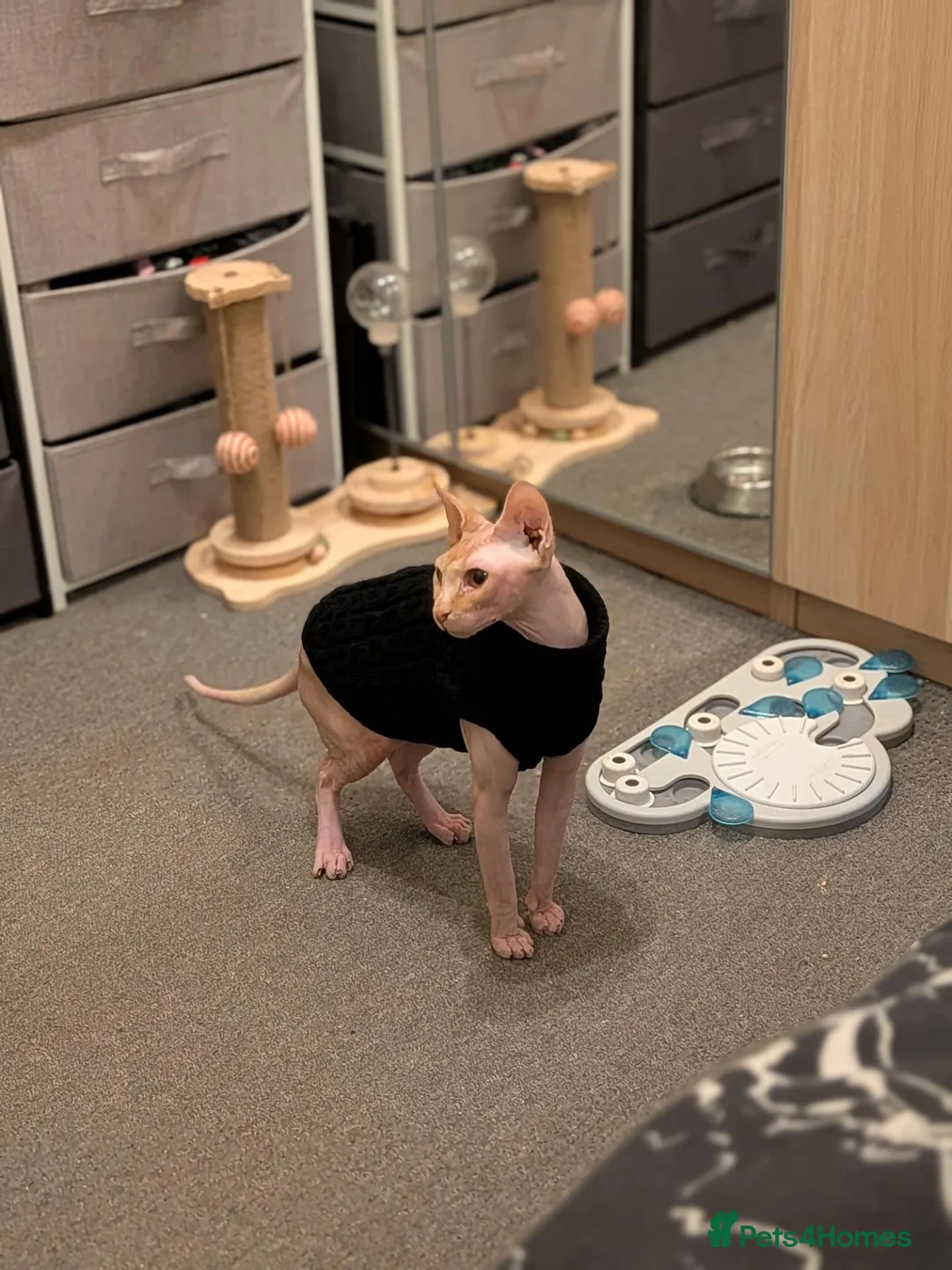 Sphynx cats for sale: 2 year old male spyhnx cat ready for a new home in Sheffield - Advert 3