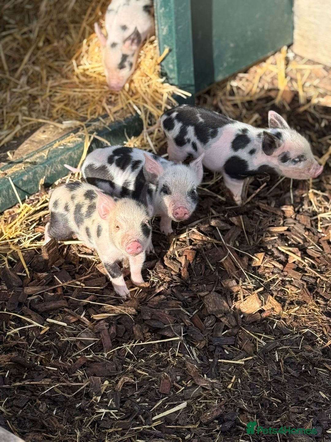 Pig livestock for sale: Stunning Mini Pigs - Image 20